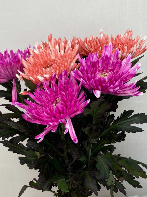 Цветы поштучно: Хризантемы «Анастасия» крашеные